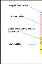 Laser Hair Removal Clinic By New Look Laser Clinic, New Delhi.