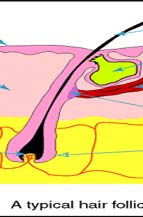 Laser Hair Removal Clinic By New Look Laser Clinic, New Delhi.