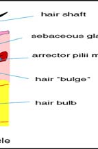 Laser Hair Removal Clinic By New Look Laser Clinic, New Delhi.